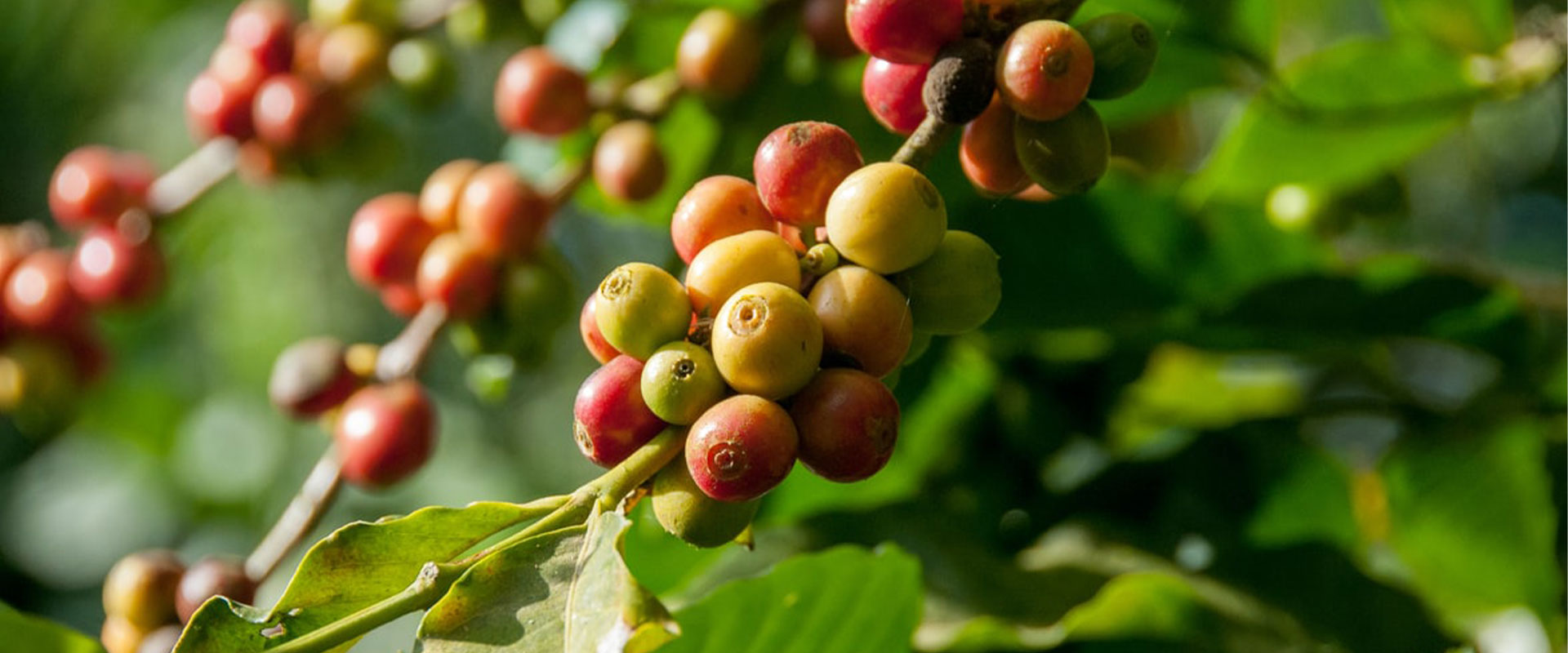 produzione caffe verde haiti torrefazione
